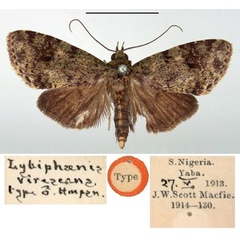 /filer/webapps/moths/media/images/V/virescens_Libyphaenis_HT_BMNH.jpg