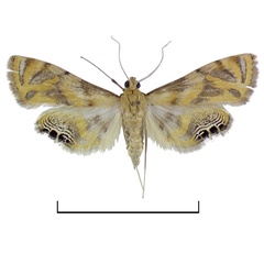 /filer/webapps/moths/media/images/C/capensis_Eoophyla_AF_BMNH.jpg