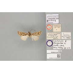 /filer/webapps/moths/media/images/G/graminicolens_Dianthoecia_LT_BMNHa.jpg