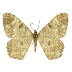 /filer/webapps/moths/media/images/A/angulosa_Racotis_HT_ZSMb.jpg