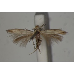 /filer/webapps/moths/media/images/L/lenis_Bucculatrix_LT_BMNH.jpg