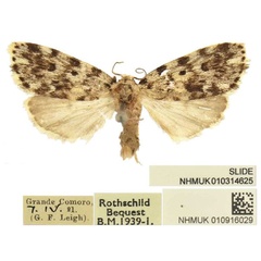 /filer/webapps/moths/media/images/S/sordida_Siccia_AF_BMNH.jpg