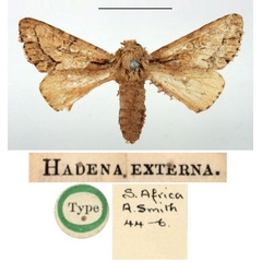/filer/webapps/moths/media/images/E/externa_Hadena_HT_BMNH.jpg
