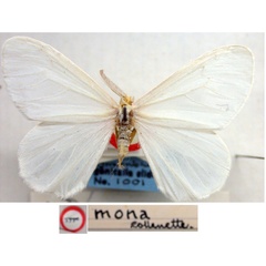/filer/webapps/moths/media/images/M/mona_Marblepsis_HT_BMNH.jpg