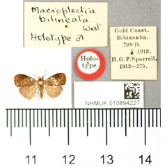 /filer/webapps/moths/media/images/B/bilineata_Macroplectra_HT_BMNH.jpg