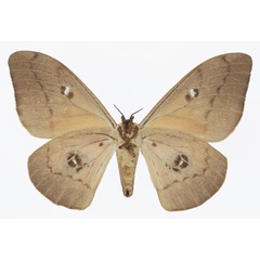 /filer/webapps/moths/media/images/P/pallens_Pseudobunaea_AF_Basquinb.jpg