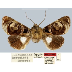 /filer/webapps/moths/media/images/H/herbuloti_Plusiophaes_HT_MNHN.jpg