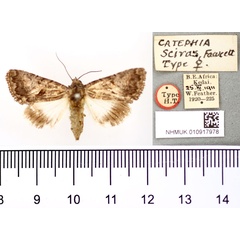 /filer/webapps/moths/media/images/S/sciras_Catephia_AT_BMNH.jpg
