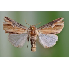 /filer/webapps/moths/media/images/P/pulchra_Cetola_A_Butler.jpg