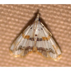 /filer/webapps/moths/media/images/F/flavimargo_Trichophysetis_A_Heyns.jpg