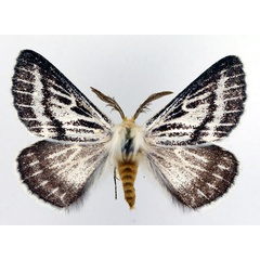 /filer/webapps/moths/media/images/P/patagiata_Rhabdosia_AM4_Basquin.jpg