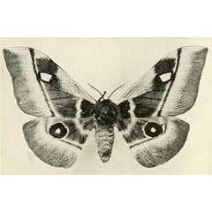 /filer/webapps/moths/media/images/D/durbania_Bunaea_STF_Oberthur_11_S.jpg