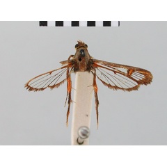 /filer/webapps/moths/media/images/R/rubripicta_Synanthedon_HT_BMNH.jpg