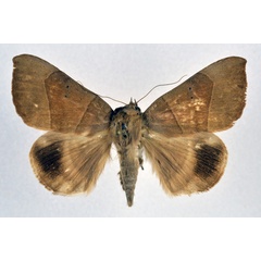 /filer/webapps/moths/media/images/T/trapezoides_Achaea_A_NHMO_01.jpg
