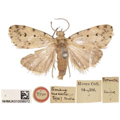 /filer/webapps/moths/media/images/M/modesta_Aemene_LT_BMNH.jpg