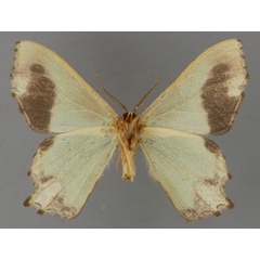 /filer/webapps/moths/media/images/S/sufflata_Antharmostes_HT_ZSM_02.jpg