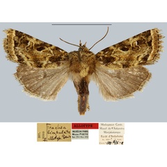/filer/webapps/moths/media/images/L/limbulata_Trachea_AT_MNHN.jpg