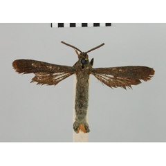 /filer/webapps/moths/media/images/C/chalypsa_Chamanthedon_HT_BMNH.jpg
