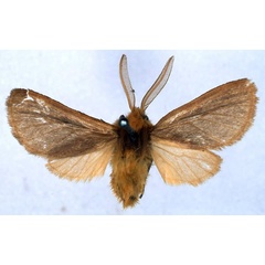 /filer/webapps/moths/media/images/K/kumasina_Metarctia_LT_BMNH_01.jpg