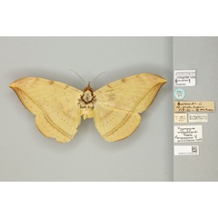 /filer/webapps/moths/media/images/M/megalesia_Hypopyra_PLT_BMNHa.jpg