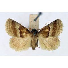 /filer/webapps/moths/media/images/B/biumbrata_Halseyia_AM_TMSA_02.jpg