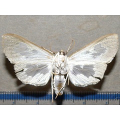 /filer/webapps/moths/media/images/D/dariusalis_Eporidia_A_Goffb_01.jpg