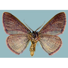 /filer/webapps/moths/media/images/P/perstrigulata_Epicosymbia_AM_ZSMb.jpg