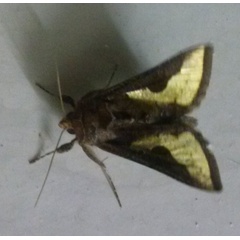 /filer/webapps/moths/media/images/O/orichalcea_Trichoplusia_A_Haba_02.jpg