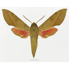 /filer/webapps/moths/media/images/C/capensis_Theretra_AM_Basquin_01a.jpg