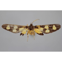 /filer/webapps/moths/media/images/M/muscella_Maculonaclia_HT_BMNH.jpg