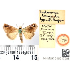 /filer/webapps/moths/media/images/T/truncata_Eublemma_HT_BMNH.jpg