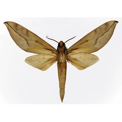 /filer/webapps/moths/media/images/O/oberthueri_Phylloxiphia_AM_Basquin_01b.jpg