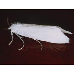 /filer/webapps/moths/media/images/V/virginea_Patissa_A_Roland.jpg