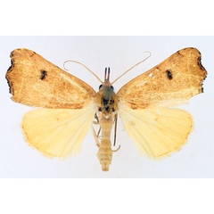 /filer/webapps/moths/media/images/P/phalaeniformis_Hondryches_AM_TMSA_02.jpg