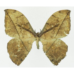 /filer/webapps/moths/media/images/A/aurata_Pselaphelia_AM_Basquin_02a.jpg