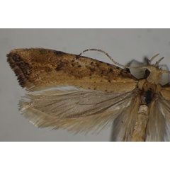 /filer/webapps/moths/media/images/D/dryoxyla_Plutella_HT_BMNH.jpg