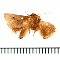 /filer/webapps/moths/media/images/N/nigromaculata_Trachyptena_AM_BMNH.jpg
