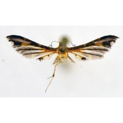 /filer/webapps/moths/media/images/N/niniella_Walsingamiella_HT_NHMO.jpg