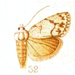 /filer/webapps/moths/media/images/C/cretacea_Roeselia_STF_Hampson_1914-32.jpg