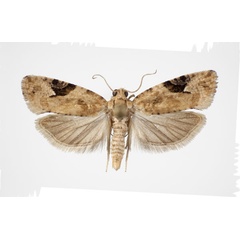 /filer/webapps/moths/media/images/T/tanzanica_Paraeccopsis_HT_NHMO.jpg