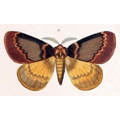 /filer/webapps/moths/media/images/V/valida_Homochroa_HT_Felder_1874_93-6.jpg