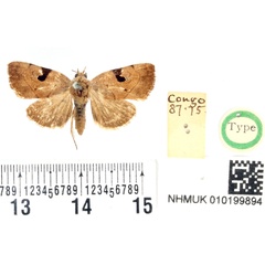 /filer/webapps/moths/media/images/N/nana_Hypaetra_HT_BMNH.jpg