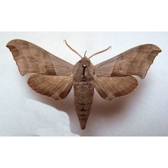 /filer/webapps/moths/media/images/N/niloticus_Polyptychus_AM_Basquin.jpg