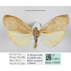 /filer/webapps/moths/media/images/P/persimilis_Aglossosia_A_MGCLa_01.JPG