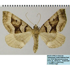 /filer/webapps/moths/media/images/S/subrectiaria_Parortholitha_AF_ZSMa.jpg