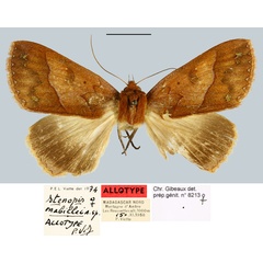 /filer/webapps/moths/media/images/M/mabillei_Stenopis_AT_MNHNa.jpg