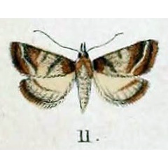/filer/webapps/moths/media/images/P/palmalis_Scopula_HT_Swinhoe_48_11.jpg