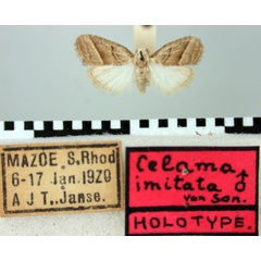 /filer/webapps/moths/media/images/I/imitata_Celama_HT_TMSA.jpg
