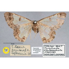 /filer/webapps/moths/media/images/P/platycephala_Zamarada_PT_OUMNH_01.jpg