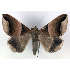 /filer/webapps/moths/media/images/E/echo_Achaea_AF_RMCA.jpg